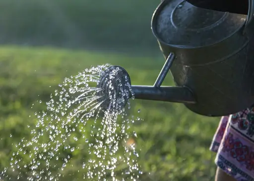 11-Liter-Töpfe – wie viel gießen? Wie die richtige Wassermenge für Pflanzen in 11-Liter-Töpfen eingeschätzt wird