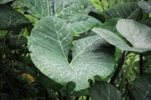 Alocasia Azlanii – Pflege – Standort, Gießen und Düngen der Alocasia Azlanii richtig gestalten