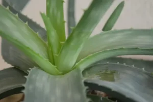 Aloe vera im Topf – Pflege – Aloe vera richtig gießen, düngen, umtopfen und am passenden Standort halten
