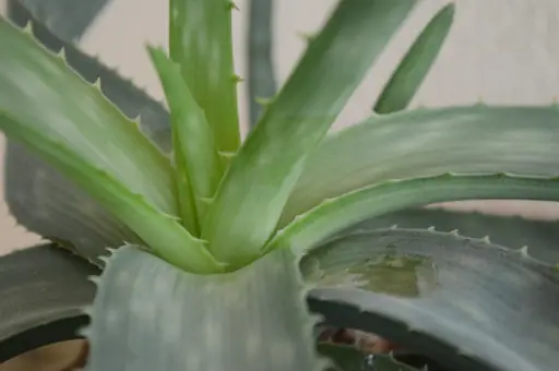 Aloe vera im Topf – Pflege – Aloe vera richtig gießen, düngen, umtopfen und am passenden Standort halten