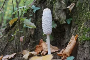 Amorphophallus konjac Pflege – Amorphophallus konjac Pflege – Standort, Gießen und Überwinterung