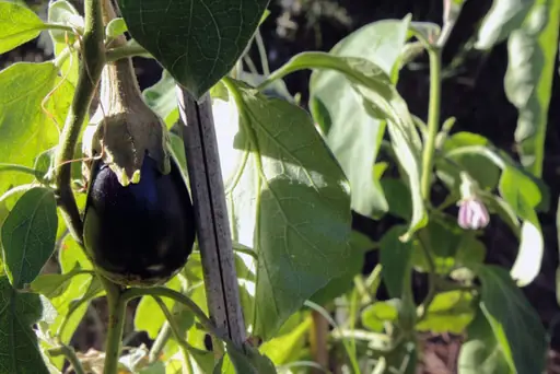 Aubergine – Pflege – So werden Auberginen richtig gegossen, gedüngt und für eine reiche Ernte gepflegt