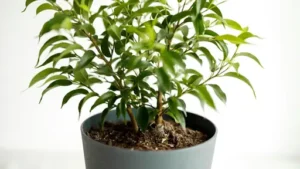 Benjamini Pflanze Pflege – Ficus Benjamini richtig gießen, düngen, schneiden und platzieren