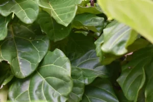 Benjamini – Standort und Pflege – Welcher Standort für Ficus benjamina geeignet ist und wie die Zimmerpflanze richtig gepflegt wird
