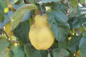 Birnenmelone Pflege – So gedeiht die Pepino bei richtigem Standort, Gießen und Düngen