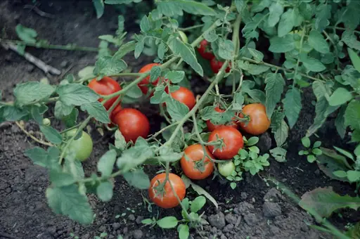 Bis Wann Kann Man Tomaten Ernten? Erntezeit, Reifezeichen Und Tipps Für Die Letzten Früchte