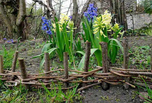 Bohnen-Tipi Anleitung – So Entsteht Eine Natürliche Rankhilfe für Bohnen im Garten