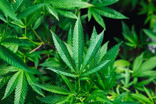 Cannabis – wie oft düngen? Grundlagen zur Nährstoffversorgung und typische Fehler beim Anbau