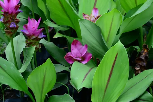 Curcuma-Blume Pflege – Curcuma-Blume richtig pflegen: Standort, Gießen, Düngen und Überwintern