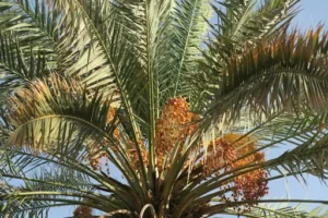 Cycas Palme Pflege – Standort, Gießen und Düngen des Palmfarns richtig gestalten