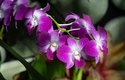 Dendrobium Phalaenopsis – Pflege – So gelingt die Pflege der Orchidee bei Standort, Wasser und Düngung
