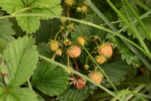 Erdbeeren im März – Pflege – Erdbeerpflanzen im März richtig pflegen, düngen und vorbereiten