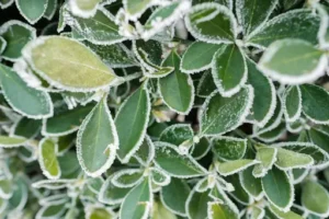 Euonymus Himalaya – Pflege – Wie Euonymus Himalaya richtig gepflegt, geschnitten und überwintert wird