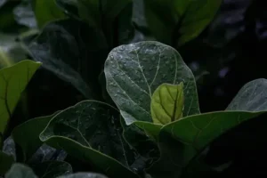 Ficus-Pflege im Winter – Der richtige Standort und wie man Gießen und Düngen anpasst