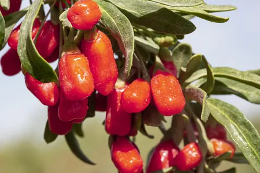 Goji-Beeren schneiden – Anleitung – Der richtige Zeitpunkt und Schnitt für gesunde Goji-Sträucher