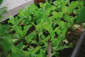 Grow-Erde – worauf muss ich achten? Substrat, Nährstoffe, Drainage Und Weitere Kriterien Bei Der Auswahl