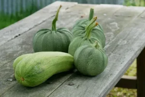 Grüner Kürbis Sieht Aus Wie Zucchini – So Lassen Sich Kürbis und Zucchini Sicher Unterscheiden