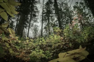 Hanf Outdoor Anbauen – Anleitung – Standort, Wachstumsbedingungen Und Rechtliche Grundlagen