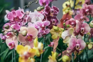 Hängende Orchidee – Pflege – Wie hängend kultivierte Orchideen richtig gegossen, gedüngt und platziert werden