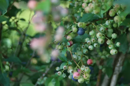 Heidelbeeren Im Topf Pflegen – Der Richtige Standort, Saure Erde Und Tipps Für Eine Gute Ernte