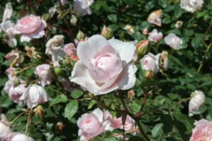 Helleborus Ice N’ Roses – Pflege – Standort, Gießen und Pflege der beliebten Christrosen-Hybriden