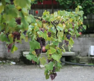 Japanische Weinbeere: Pflege – Standort, Schnitt und Ernte für Kräftige Pflanzen und Viele Früchte