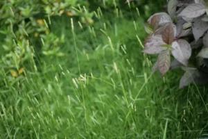 Katzengras Cyperus zumula – Pflege – Wie Cyperus zumula als Katzengras richtig gepflegt, gegossen und aufgestellt wird