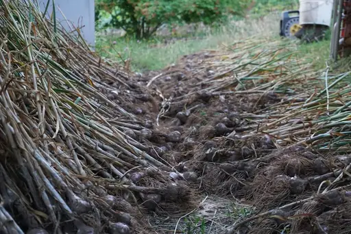 Knoblauch züchten – Anleitung – Von der Zehe bis zur Ernte: Knoblauch erfolgreich selbst anbauen