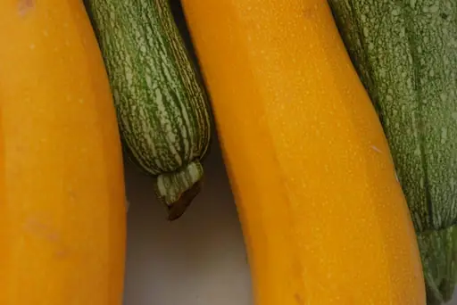 Mittel gegen Mehltau bei Zucchini – Hausmittel und Maßnahmen gegen Pilzbefall an Zucchinipflanzen