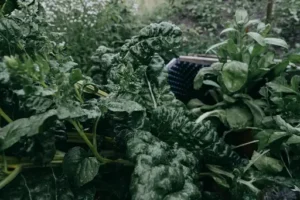 Mittel gegen Mücken im Garten – Welche Maßnahmen und Mittel helfen können, Mücken im Garten zu reduzieren