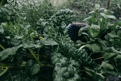 Mittel gegen Mücken im Garten – Welche Maßnahmen und Mittel helfen können, Mücken im Garten zu reduzieren