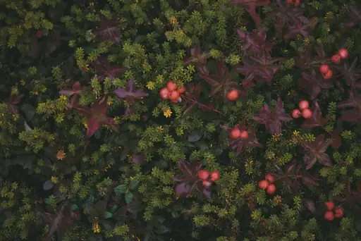 Monatserdbeeren – Pflege – Wie Monatserdbeeren richtig gepflanzt, gegossen, gedüngt und überwintert werden