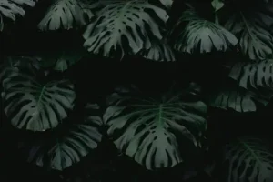 Monstera Pflege bei gelben Blättern – Warum Monstera-Blätter gelb werden und wie man die Pflege anpasst