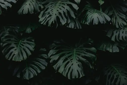 Monstera Pflege bei gelben Blättern – Warum Monstera-Blätter gelb werden und wie man die Pflege anpasst