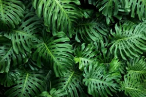 Monstera Pflege Und Standort – Licht, Wasser, Erde Und Die Richtige Pflege Für Große Gesunde Blätter