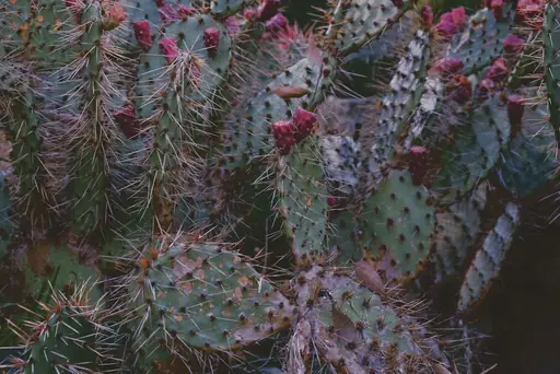 Opuntia monacantha – Pflege – Standort, Gießen und Pflege der Opuntia monacantha richtig gestalten