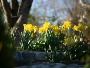 Osterglocken – Pflege nach der Blüte – So bleiben Narzissen kräftig und blühen im nächsten Jahr wieder