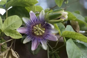 Passionsblume – Pflege Und Standort – So Gedeiht Die Exotische Kletterpflanze Besonders Gut