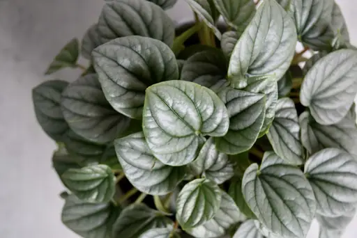 Peperomia Zwergpfeffer Pflege – Zwergpfeffer richtig pflegen: Standort, Gießen und Düngen der Peperomia