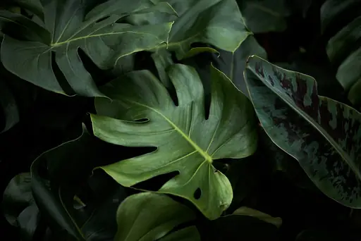 Philodendron Monstera – Pflege – Standort, Bewässerung, Düngung und weitere Pflegetipps für die beliebte Zimmerpflanze