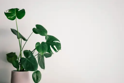 Philodendron – Pflege und Standort – Welchen Standort ein Philodendron bevorzugt und wie die Zimmerpflanze richtig gepflegt wird
