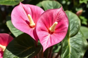 Philodendron Pink Princess – Warum So Teuer? Was Die Seltene Blattfärbung Und Den Marktpreis Beeinflusst
