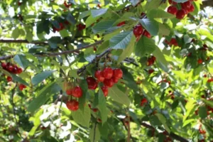 Sauerkirsche schneiden – Anleitung – Wann und wie Sauerkirschbäume geschnitten werden, damit sie gesund wachsen und gut tragen