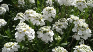 Schleifenblume Pflege – Schleifenblumen richtig pflanzen, gießen, schneiden und überwintern