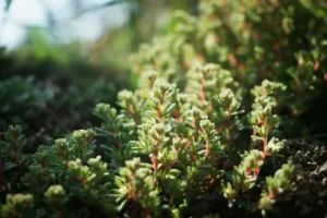 Sedum pflanzen und pflegen – Wie Sedum richtig gepflanzt, gegossen und gepflegt wird
