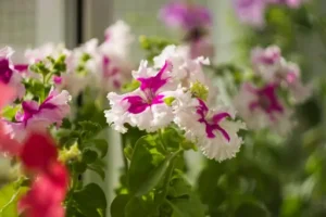 Sonata Gloxinia Pflege – So gelingt die Pflege von Standort und Bewässerung bis zur Ruhephase