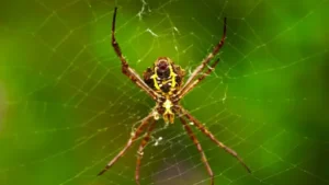 Spider Farmer – Anleitung auf Deutsch – Spider-Farmer-Geräte richtig aufbauen, einstellen und verwenden