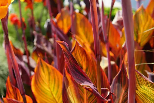 Strelitzia reginae – Pflege – Standort, Gießen, Düngen und Überwintern der Strelitzia reginae richtig erklärt