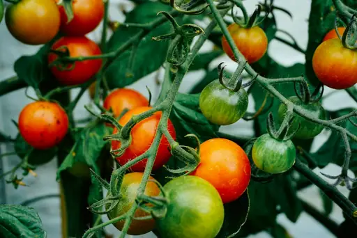 Tomate Pannovy – Pflege – Wie die Tomatensorte Pannovy richtig gepflanzt, gegossen und gepflegt wird