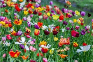 Tulpenzwiebeln – wie tief in die Erde? Wie tief Sie Tulpenzwiebeln setzen sollten und was beim Pflanzen wichtig ist
